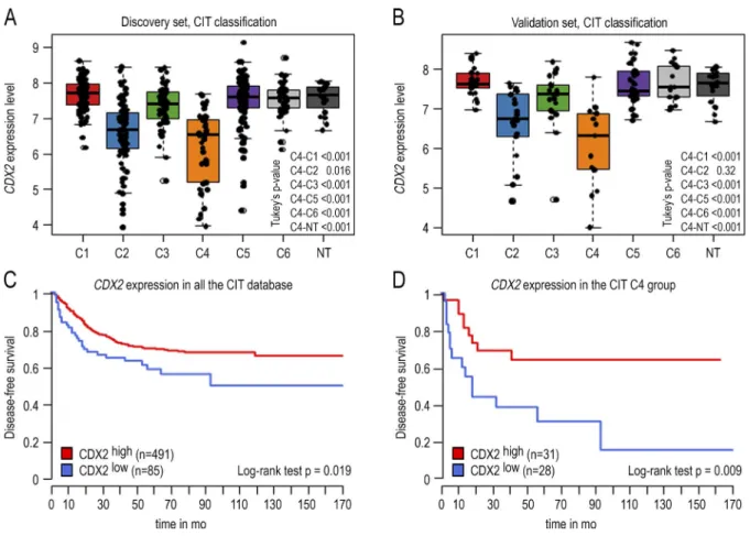 Figure 1.  CDX2 gene expression level in 566 human colon cancers and 19 nontumoral samples of the GSE39582 dataset