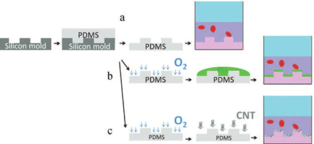 Fig. 1. Schematic representation of PDMS substrate fabrication for 2D cell culture. (a) The PDMS substrate is directly used for cell culture
