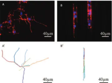 Fig. 4 shows the effects of the microstructures on neurite guid- guid-ance. As can be seen from fluorescence analysis, we obtain a clear guidance effect of the neurites along the grooves axis