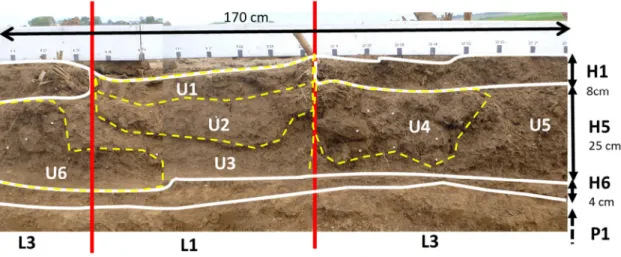 Figure 1.   Principle of the stratification of the observation face of a soil pit from an example in  plough tillage system