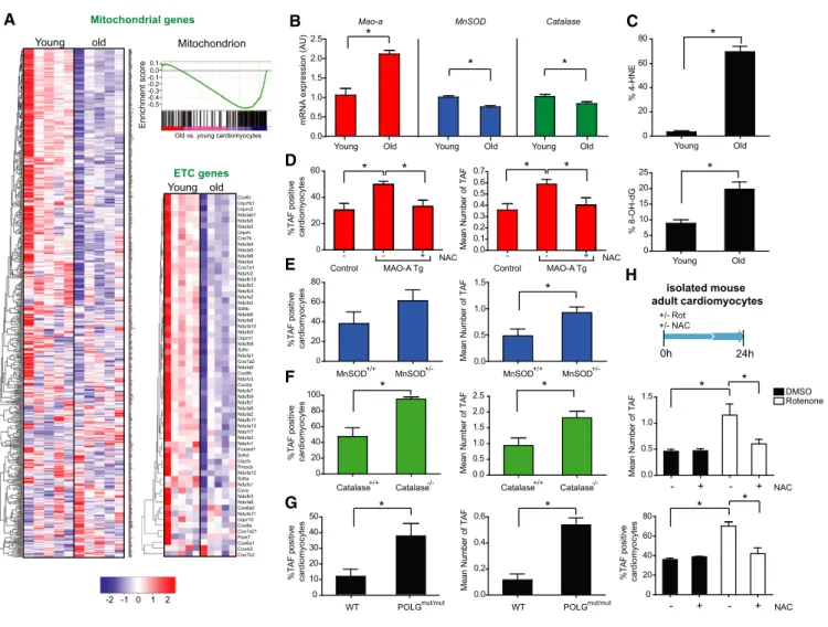 Figure 6 . Mitochondrial dysfunction is a feature of cardiomyocyte senescence and drives TAF in mouse cardiomyocytes in vivo .