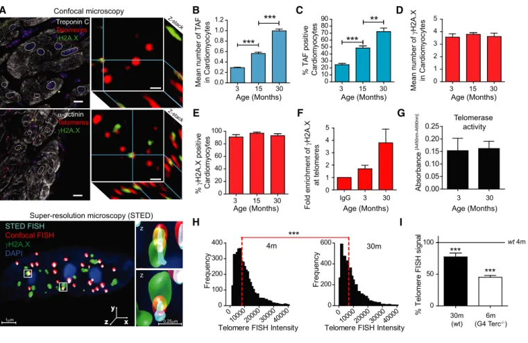 Figure 1 . Telomere dysfunction increases with age in mouse cardiomyocytes.