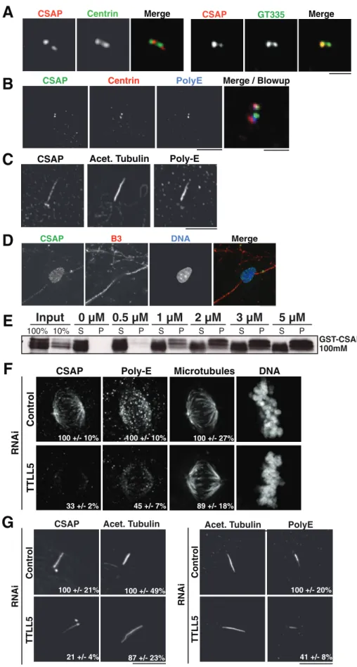 FIGURE 2:  CSAP requires polyglutamylation to target to specific microtubule subpopulations