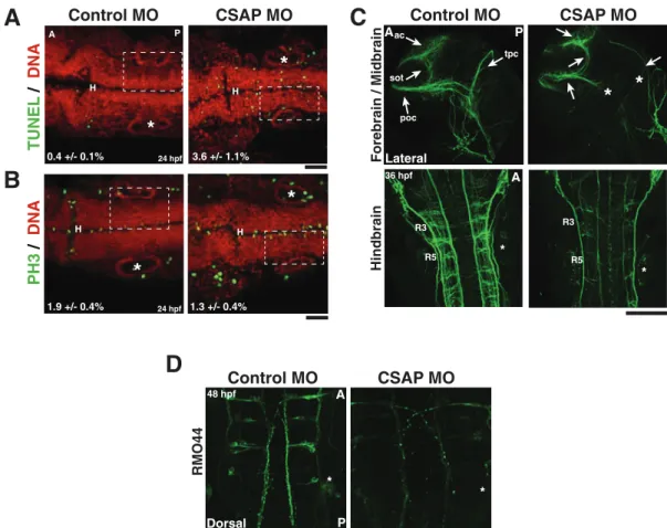 FIGURE 5:  CSAP is required for neuronal development. (A) Immunofluorescence images of 24-hpf embryos, measuring  apoptotic index (indicated by the percentage)