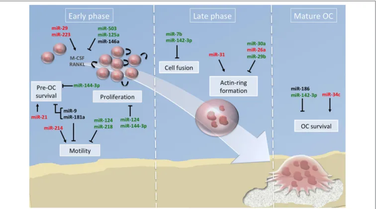 FIGURE 2 | miRNA regulation of osteoclast differentiation. Illustration of the 3 phases of osteoclastogenesis