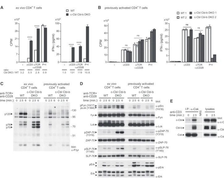 Figure 7. Cbl Ubiquitin Ligases Inhibit Responses of Freshly Isolated T Cells