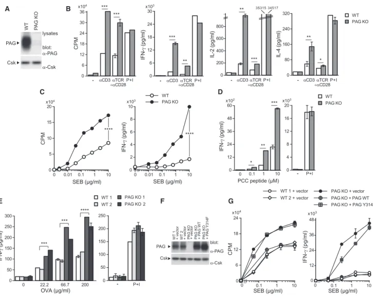 Figure 1. Enhanced Responses of Previously Activated T Cells in PAG-Deficient Mice