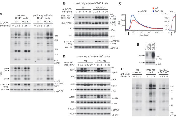 Figure 2. Increased TCR Signaling in Previously Activated PAG-Deficient T Cells