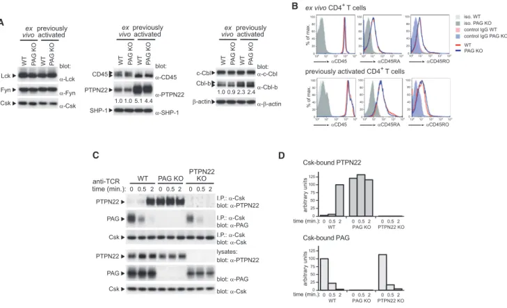 Figure 4. Increased Association of Csk with PTPN22 in PAG-Deficient T Cells
