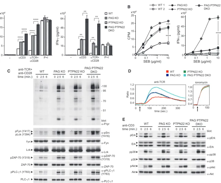 Figure 5. PTPN22 Cooperates with PAG to Suppress the Responses of Previously Activated T Cells