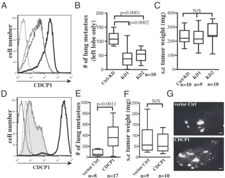Fig. 2. CDCP1 plays a functional role in melanoma me- me-tastasis without affecting primary tumor growth