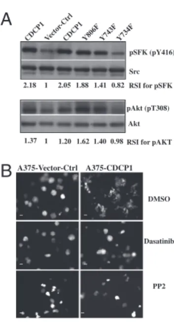Fig. 3. Overexpression of CDCP1 in A375 cells causes reduction of cell – substrate interactions and cell–cell interactions in vitro