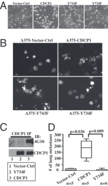Fig. 5. Point mutation in CDCP1 (Y734F) abolishes the effects of CDCP1 both in vitro and in vivo