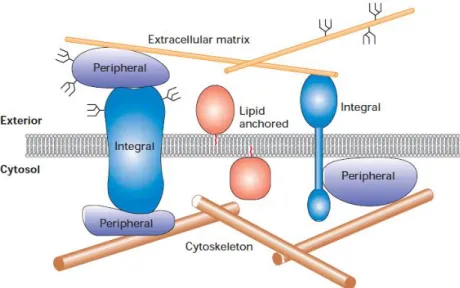 Figure 2.8: Scheme of the association of different classes of proteins with the lipid bilayer.