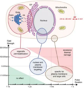 Figure 2.20: Relationship between the force-duration parameters of the pulse and subcellular targeting in electroporation [161].