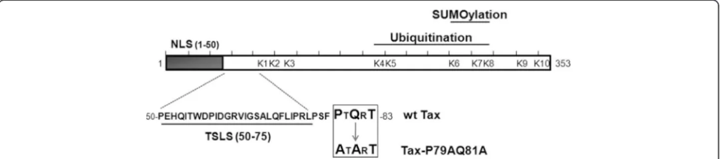 Figure 1 Description of the Tax-P79AQ81A mutant. Schematic representation of the primary amino-acid sequence of Tax showing the N-terminal nuclear localization signal (NLS, amino-acids 1–50), the Tax speckled structure localization signal (TSLS, amino-acid