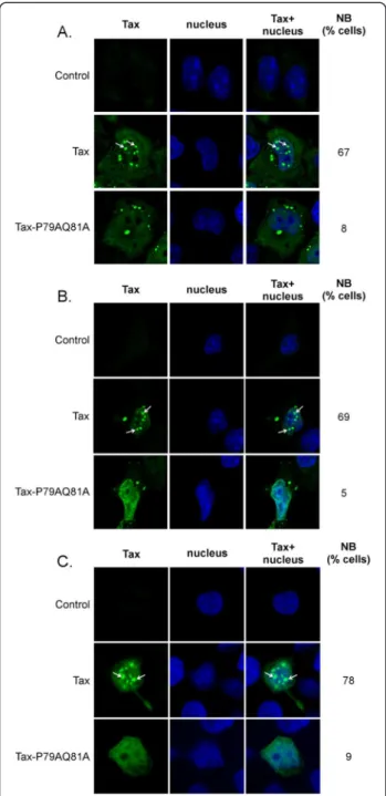 Figure 2 Tax-P79AQ81A is defective for nuclear body formation. Confocal microscopy analysis performed in (A) HeLa cells; (B) 293 T cells or (C) CEM T cells showing the distribution of wt Tax or Tax-P79AQ81A (green)
