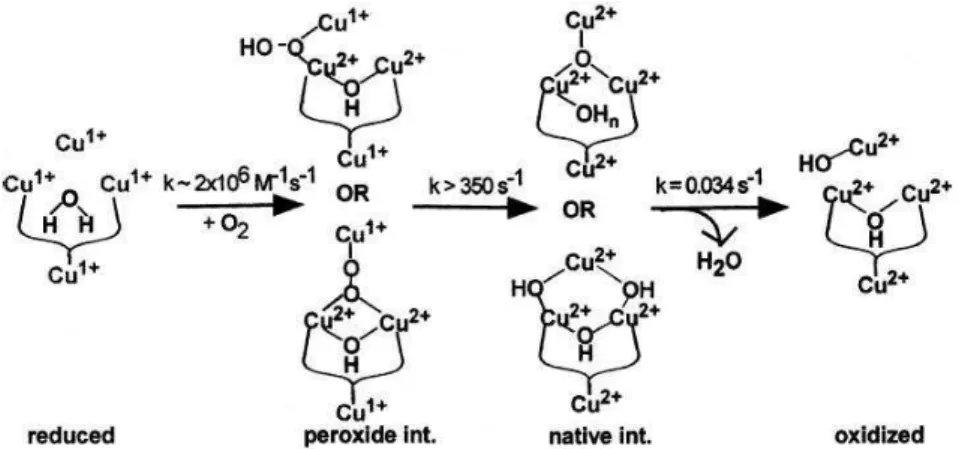 Figure  1.11  Mécanisme  de  la  réduction  du  dioxygène  en  eau  à  4  électrons  par  l’oxydase  multicuivre [80]