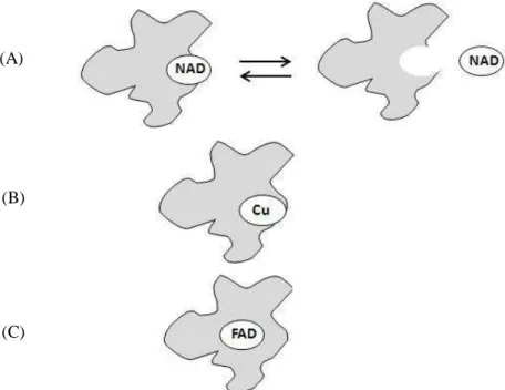 Figure 1.13  Trois groupes d’enzyme  basée sur la location du site actif : (A) Site actif diffusif  (B)  Site  actif  situé  à  la  périphérie  de  l’enzyme  (C)  Site  active  fortement  lié  à  l’enzyme  et  enterré profondément [82]