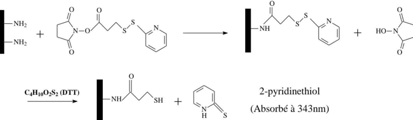 Figure 2.19 Principe de la méthode de détermination des groupements amines avec SPDP. 