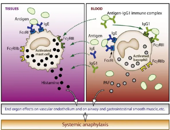 Figure  1 :  Les  contributions  des  mastocytes  et  les  basophiles  à  l’anaphylaxie  systémique chez la souris(Galli and Franco 2008)