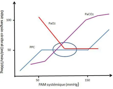 Figure 3 : Autorégulation du débit sanguin cérébral en fonction de la pression artérielle  systémique  moyenne  (PAM),  lors  d’hypercapnie  (PaCO 2 )  et  lors  d’hypoxie  (PaO 2 )