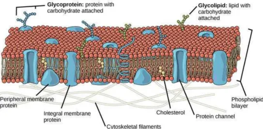 Figure I-1 Carbohydrates exist as glycoconjugates on the cell membranes.