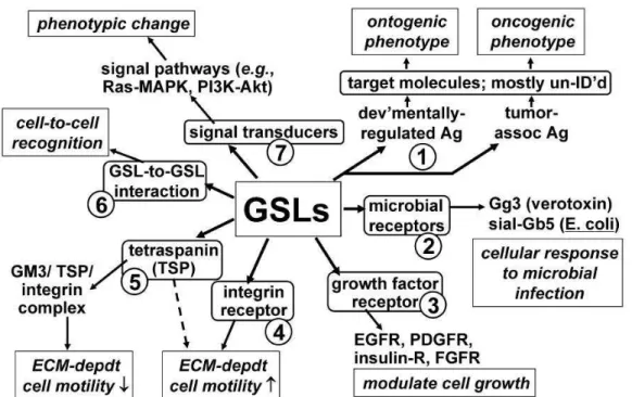 Figure I-4 Some of the biological functions that are associated with GSLs. GSLs associate with oncogenesis (process 1)