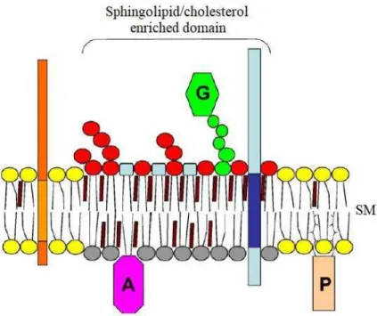 Figure I-5 Scheme of a sphingolipid/cholesterol raft. GSLs can form a hydrogen-bonded network with sphingomyelin and cholesterol in a phospholipid environment, forming rafts on the noncytosolic side of the plasma membrane