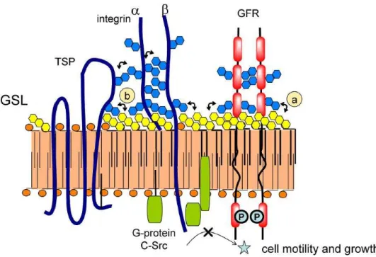 Figure I-6 Carbohydrate-to-carbohydrate interactions controlling glycosylation-dependent cell motility and growth