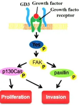 Figure I-8 Malignancy enhancement by ganglioside GD3 in melanomas. GD3 can activate FAK, p130Cas and paxillin, thus promoting cells proliferation and invasion.