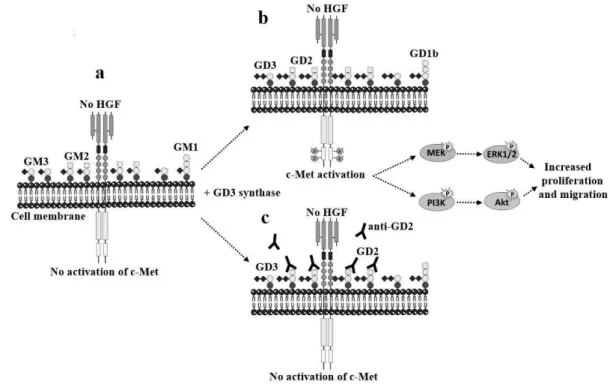 Figure I-9 Activation of c-Met by ganglioside GD2. (a) Breast cancer cell line MDA-MB-231 mainly expresses GM3 and GM2