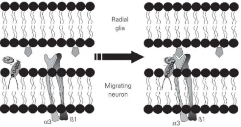 Figure I-10 Mechanism for 9-O-acetyl GD3 on neuronal motility. The 9-O-acetyl GD3 may modulate the integrin receptor through a Ca 2+ -dependent mechanism or by a direct interaction between the ceramide moiety and the integrin transmembrane helix
