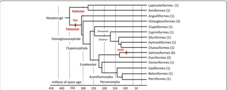 Fig. 1 Phylogenetic tree of the PhyloFish species. Cladogram showing phylogenetic relationships among ray-finned fish analyzed in the present study