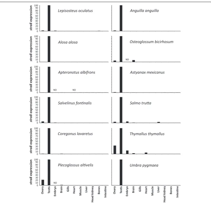 Fig. 3 Tissue expression profiles of stra8 reveal expression predominantly in testes in most PhyloFish species