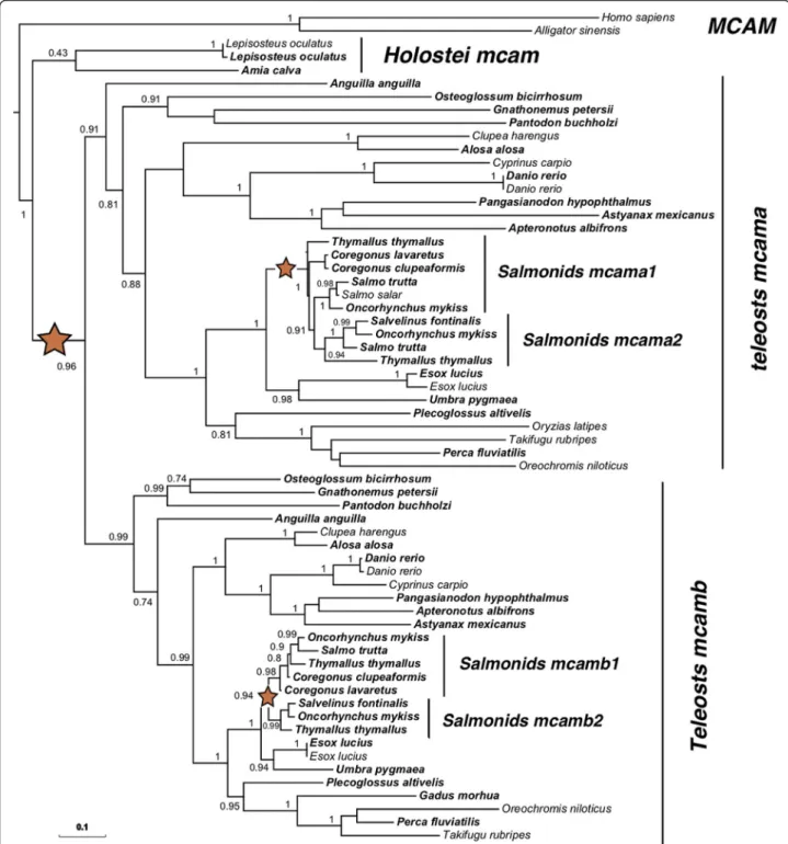Fig. 4 Phylogeny of Mcam in teleosts following the TGD and SaGD WGDs. Maximum-likelihood phylogeny of Mcam was performed using the PhyML software [38] implemented in the Phylogeny.fr web platform [39] using default “ a la carte ” parameters and a bootstrap