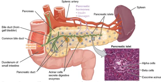 Figure 1. The anatomy of pancreas. (Pictures from BC campus Chapter 17. The Endocrine System and  mocrograph provided by the Regents of University of Michigan Medical School © 2012) 