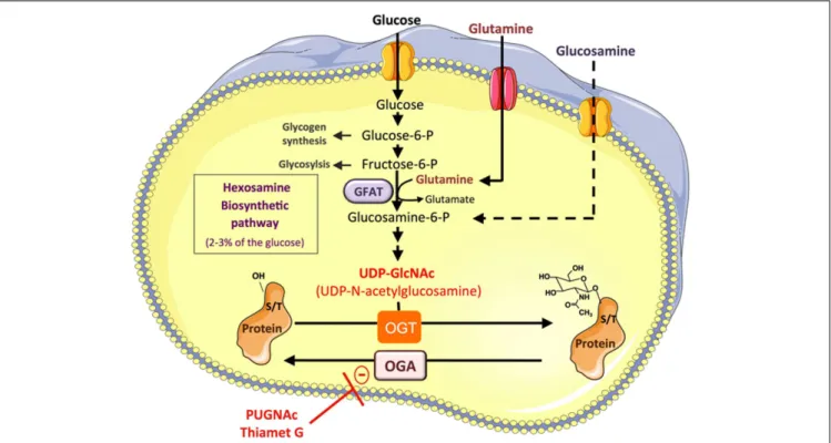 FIGURE 1 | Protein O-GlcNAcylation depends on the flux of glucose through the hexosamine biosynthesis pathway