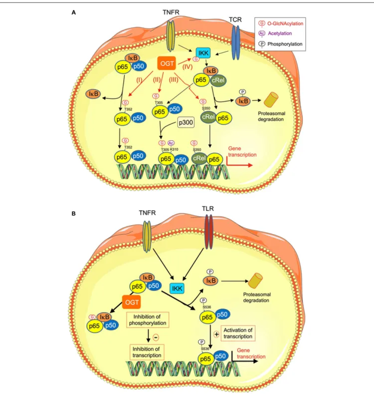 FIGURE 2 | O-GlcNAcylation regulates NFκB transcriptional activity through different mechanisms