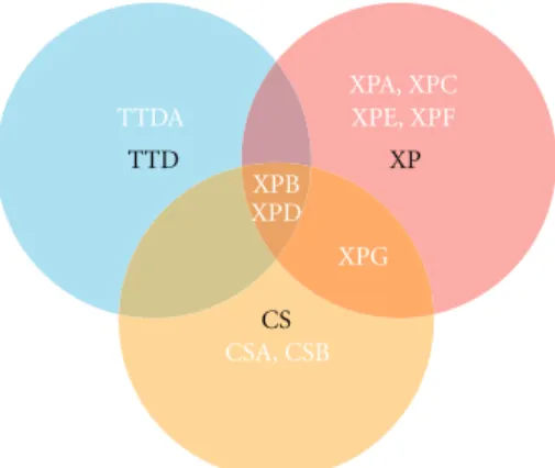 Figure 1: Three disorders for nine genes. Mutations in ten genes are responsible for the xeroderma pigmentosum (XP), the trichothyodystrophy (TTD) or the Cockayne syndrome (CS)