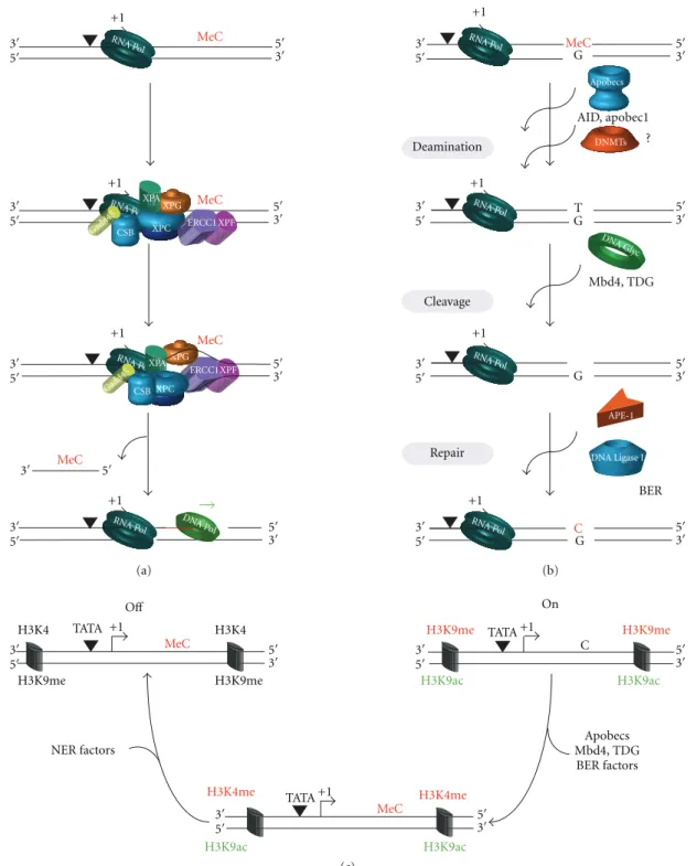 Figure 4: Potential mechanisms of cytosine demethylation. (a) The NER machinery, recruited to the preinitiation complex, can recognize the 5-methyl cytosine (meC) as a NER-specific substrate, in the presence of Gadd45α, and eliminate it in a process closel