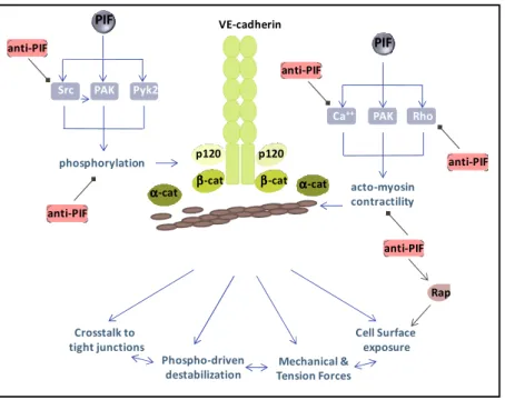 Figure 2. VE-cadherin adhesion controls the endothelial barrier properties. 
