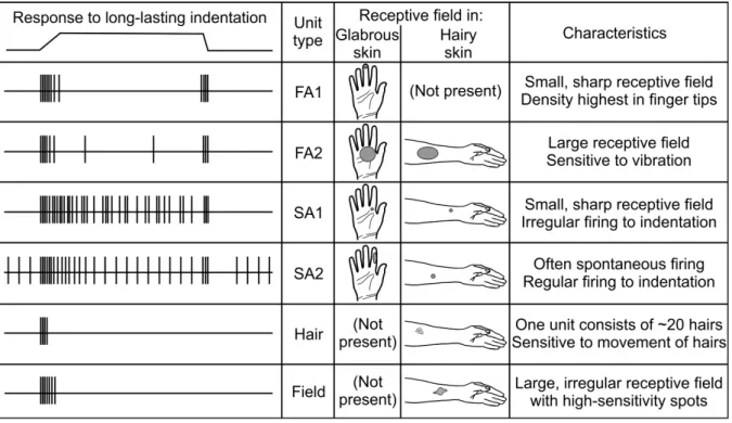 Figure 1: Differences between cutaneous myelinated mechanoreceptive afferents that signal  discriminative aspects of touch