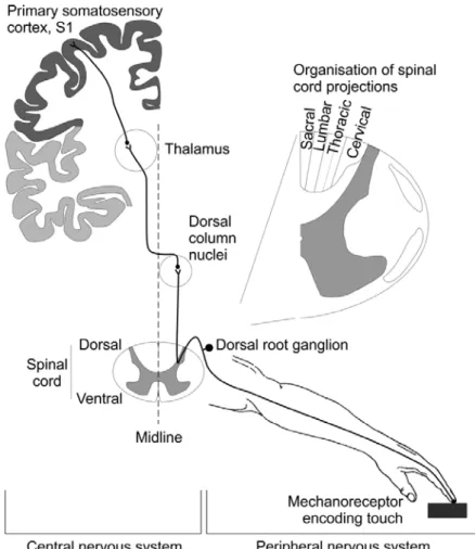 Figure 2:  The canonical  myelinated  discriminative  touch  pathway  from the peripheral  mechanoreceptor to the cerebral cortex