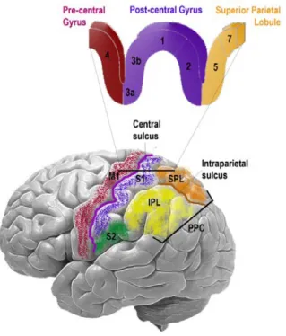 Figure 3) within the post-central gyrus; however, it has been suggested in monkeys that only  BA3 should be referred to as the ‘S1’ as it receives the bulk of the thalamocortical  projections (Kaas, Nelson, Sur, Dykes, &amp; Merzenich, 1984)