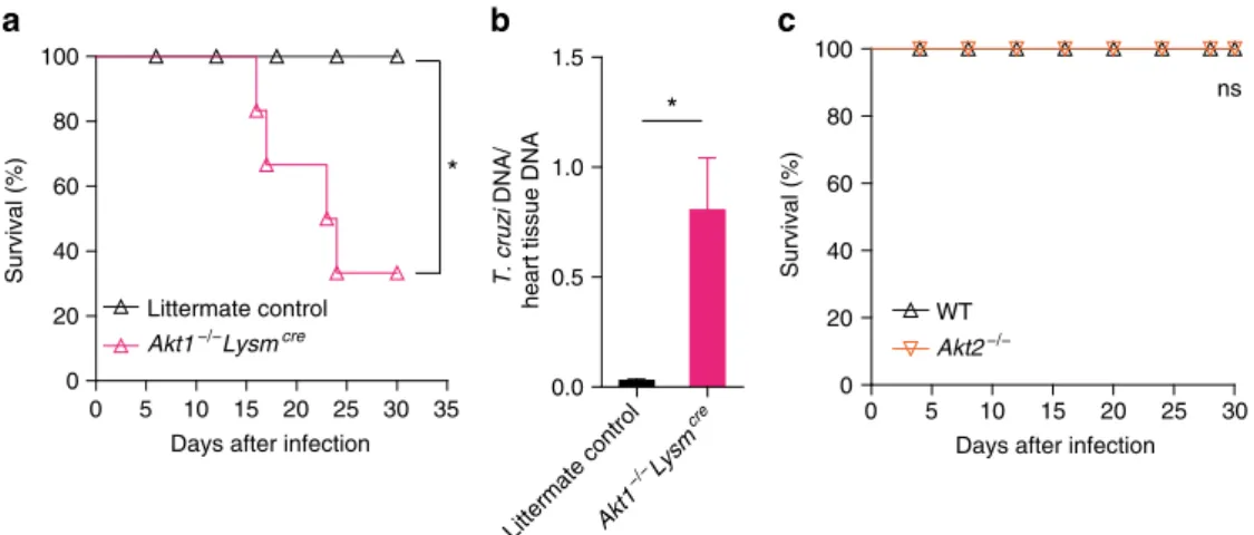 Fig. 8 AKT1 signaling in myeloid cells confers resistance to T. cruzi infection. a Survival rate of littermate control (n = 7) and Akt1 −/− Lysm cre (n = 7) mice after infection with 10 3 trypomastigote forms of T