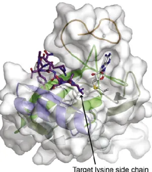 Figure 4: Representative overall structure of the SET domain of the human methyltransferase MLL1  (Southall et al., 2009)