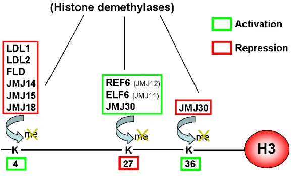 Figure 6: Erasers of histone methylation in Arabidopsis, LDL and JMJ family proteins. 