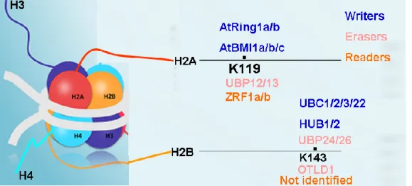 Figure 9: Writers, erasers and readers of histone H2A and H2B monoubiquitination in Arabidopsis