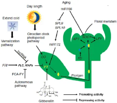 Figure  12:  A  simplified  diagram  of  five  independent  flowering  pathways  in  Arabidopsis: 